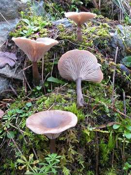 Image of Pseudoclitocybe