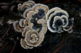 Image of Trametes