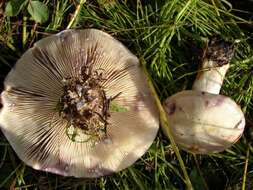 Image de Lactarius pallescens Hesler & A. H. Sm. 1979