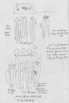 Image of Mucronella pulchra Corner 1970