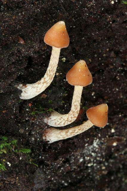 Image of Psilocybe yungensis Singer & A. H. Sm. 1958