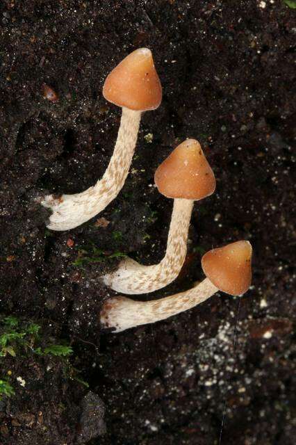 Image of Psilocybe yungensis Singer & A. H. Sm. 1958