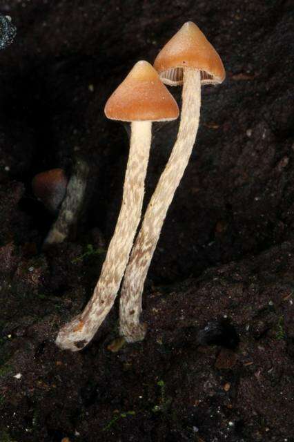 Image of Psilocybe yungensis Singer & A. H. Sm. 1958