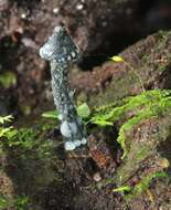 Image of Psilocybe yungensis Singer & A. H. Sm. 1958