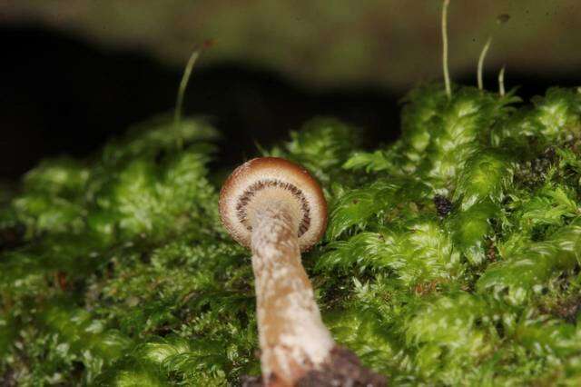 Image of Psilocybe yungensis Singer & A. H. Sm. 1958