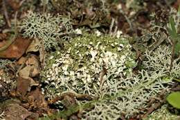 Image of cup lichen