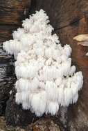 Image of Hericium americanum Ginns 1984