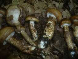 Image of Hygrophorus persoonii Arnolds 1979