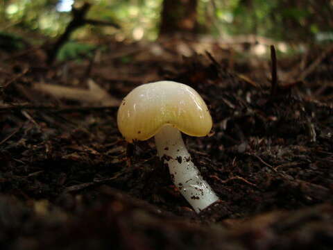 Image of Golden-gilled Waxy Cap