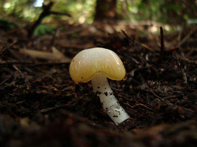 Image of Hygrocybe flavifolia (A. H. Sm. & Hesler) Singer 1951