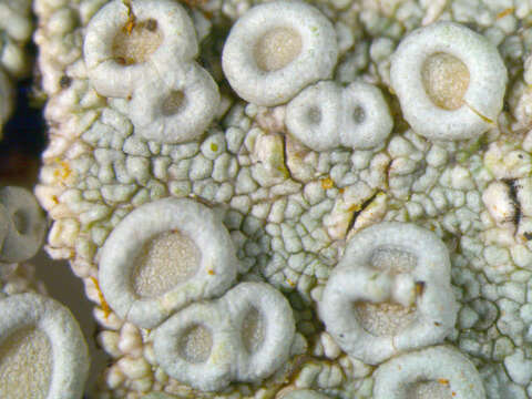 Image of Frosty saucer lichen