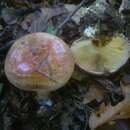 Image of Cortinarius cupreorufus Brandrud 1994