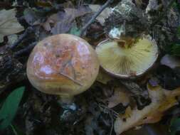 Image of Cortinarius cupreorufus Brandrud 1994