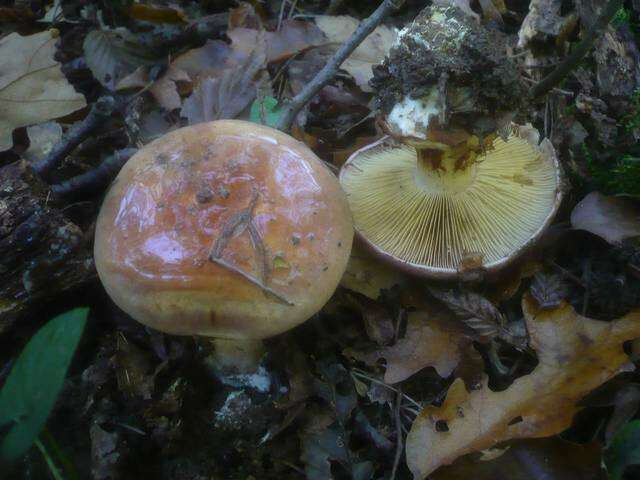 Слика од Cortinarius cupreorufus Brandrud 1994