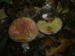 Image of Cortinarius cupreorufus Brandrud 1994