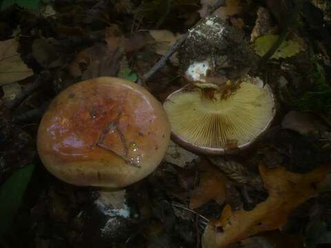 Слика од Cortinarius cupreorufus Brandrud 1994