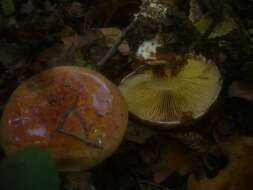 Image of Cortinarius cupreorufus Brandrud 1994