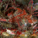 Image of Filamentous scorpionfish