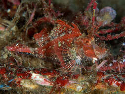 Image of Filamentous scorpionfish