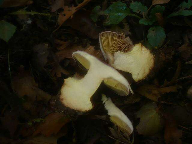 Image of Cortinarius cupreorufus Brandrud 1994