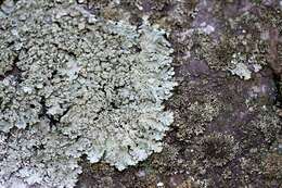 Image of Axil-bristle lichens