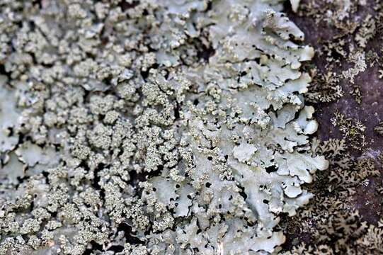 Image of Axil-bristle lichens