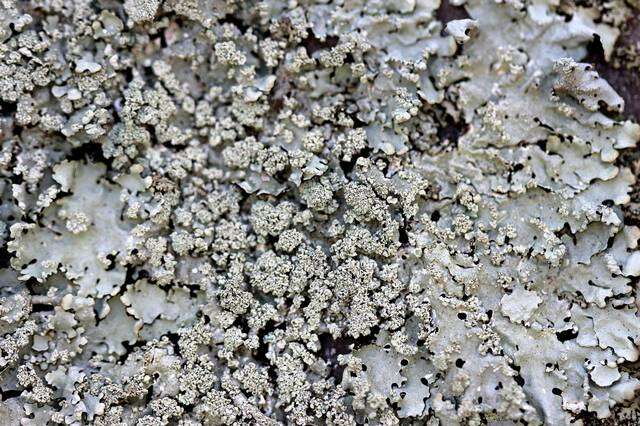 Image of Axil-bristle lichens