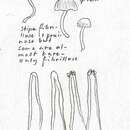 صورة Inocybe rufoalba Sacc. 1887