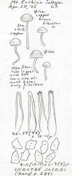 صورة Inocybe rufoalba Sacc. 1887