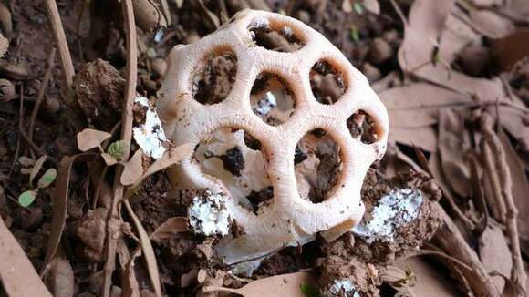 Imagem de Clathrus transvaalensis Eicker & D. A. Reid 1990