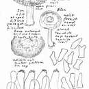 Imagem de Inocybe chelanensis D. E. Stuntz 1947