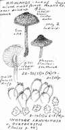 Image of Inocybe ovatocystis Boursier & Kühner 1928