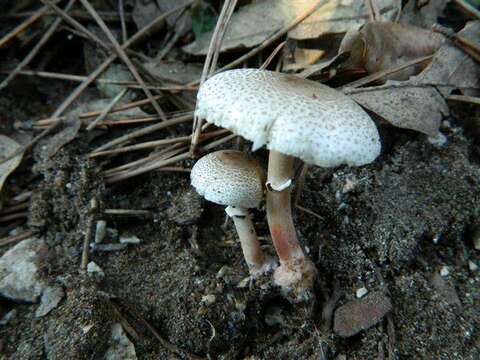 Image of Lepiota