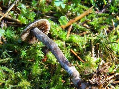 Image of Cortinarius hemitrichus (Pers.) Fr. 1838