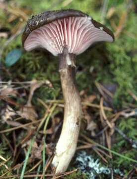 Plancia ëd <i>Hygrophorus calophyllus</i> P. Karst.