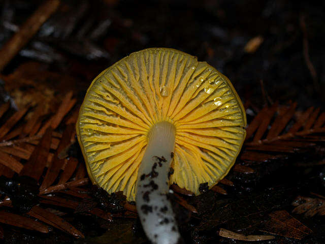 Image of Hygrocybe flavifolia (A. H. Sm. & Hesler) Singer 1951