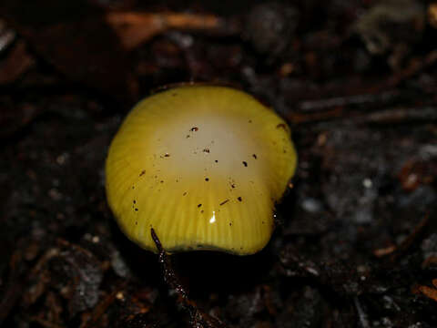 Image of Hygrocybe flavifolia (A. H. Sm. & Hesler) Singer 1951