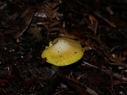 Image de Hygrocybe flavifolia (A. H. Sm. & Hesler) Singer 1951