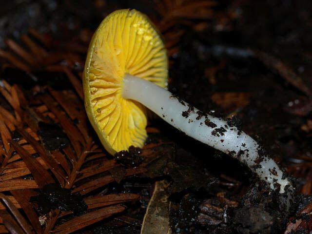 Plancia ëd Hygrocybe flavifolia (A. H. Sm. & Hesler) Singer 1951