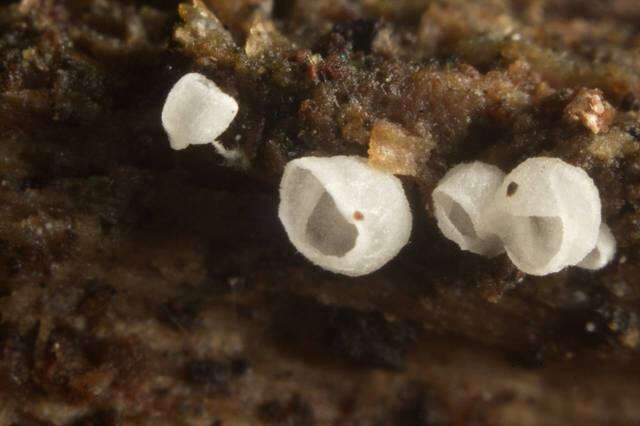 Image de Calyptella