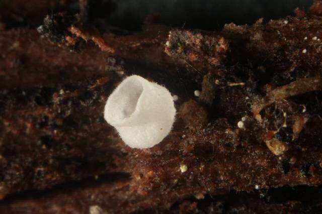 Image de Calyptella