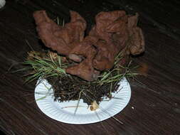 Image de Gyromitra