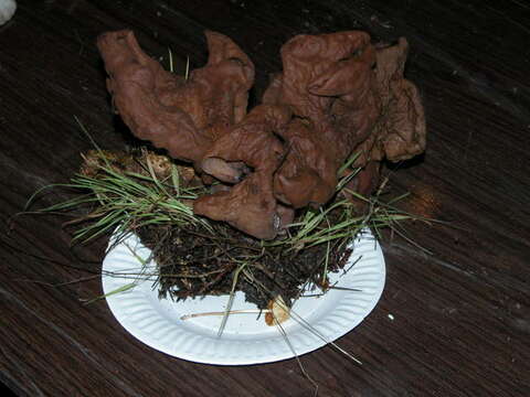 Imagem de Gyromitra