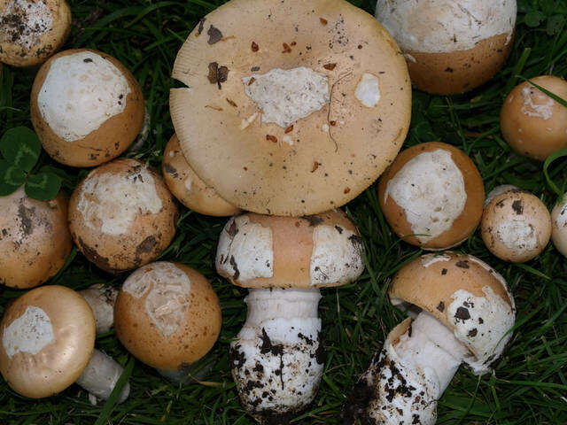 Image of Bittersweet orange ringless amanita