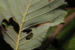 Phyllonorycter stettinensis (Nicelli 1852)的圖片