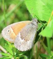 Image of Coenonympha california Westwood (1851)