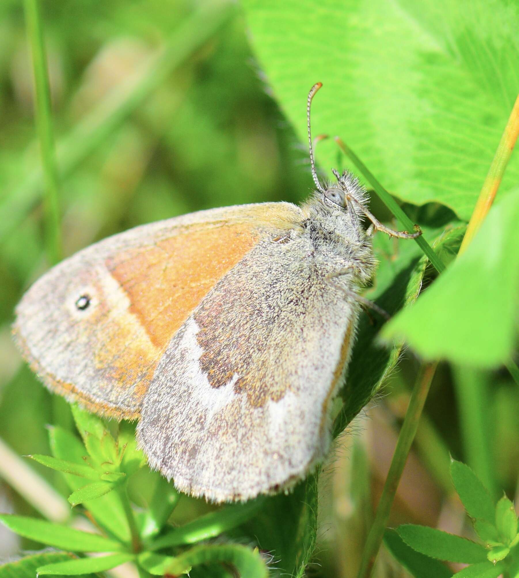 Image of Coenonympha california Westwood (1851)