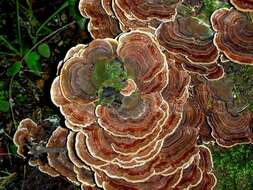 Image of Trametes