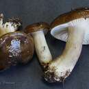 Image de <i>Hygrophorus calophyllus</i> P. Karst.