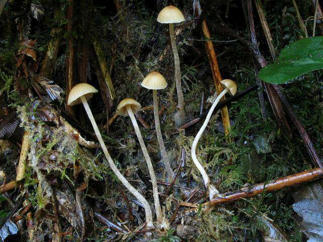 Image of Galerina semilanceata (Peck) A. H. Sm. & Singer 1964